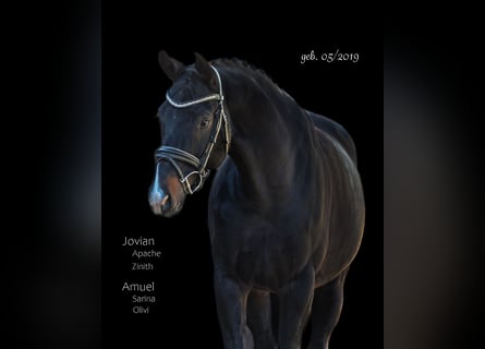 Hanoverian, Gelding, 7 years, 16,2 hh, Smoky-Black