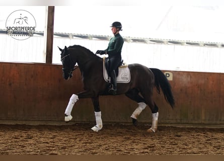 Hanoverian, Gelding, 7 years, 16,3 hh, Black