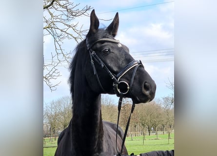 Hanoverian, Gelding, 7 years, 16,3 hh, Black