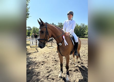Hanoverian, Gelding, 7 years, 16,3 hh, Brown