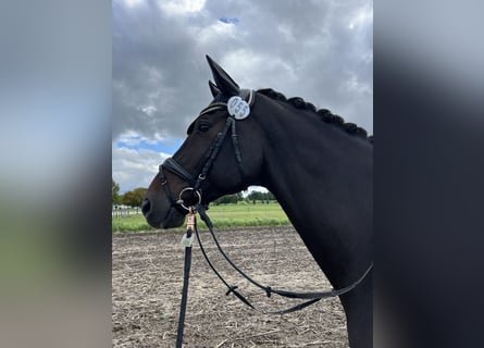 Hanoverian, Gelding, 7 years, 17.1 hh, Bay-Dark