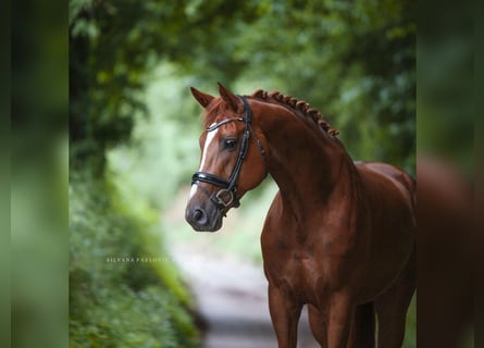 Hanoverian, Gelding, 7 years, 17.1 hh, Chestnut-Red