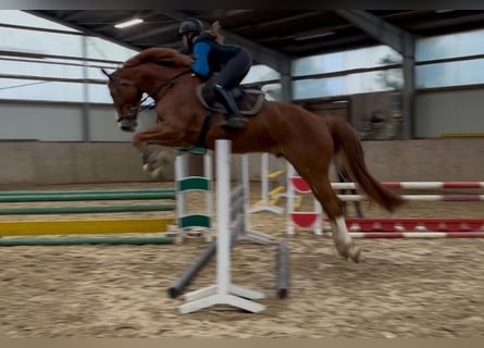 Hanoverian, Gelding, 7 years, 17,1 hh, Chestnut-Red