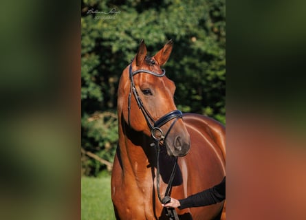 Hanoverian, Gelding, 7 years, 17,2 hh, Brown