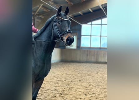 Hanoverian, Gelding, 7 years, 17 hh, Bay-Dark