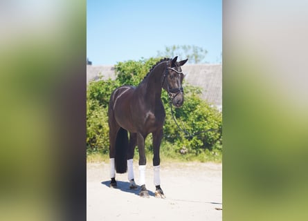 Hanoverian, Gelding, 7 years, 17 hh, Black