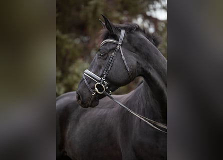 Hanoverian, Gelding, 7 years, 17 hh, Black