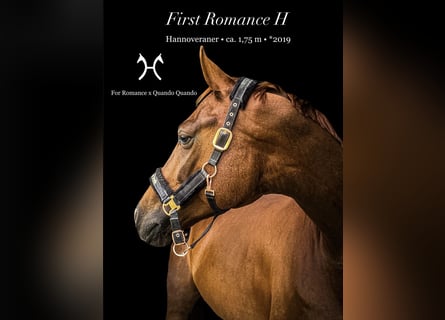 Hanoverian, Gelding, 7 years, 17 hh, Chestnut