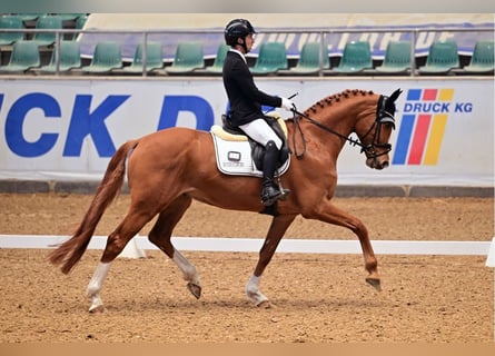 Hanoverian, Gelding, 7 years, 17 hh, Chestnut-Red