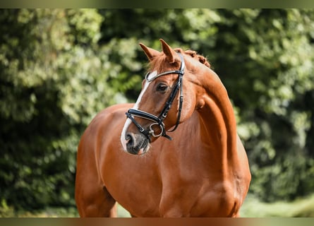 Hanoverian, Gelding, 7 years, 17 hh, Chestnut-Red