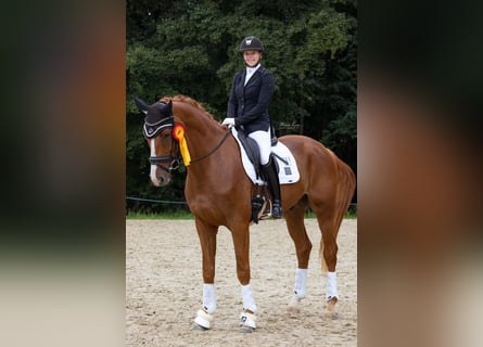 Hanoverian, Gelding, 7 years, 17 hh, Chestnut-Red