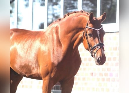 Hannoveraner, Wallach, 7 Jahre, 17 hh, Fuchs