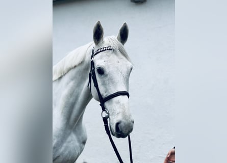 Hanoverian, Gelding, 7 years, 17 hh, Gray