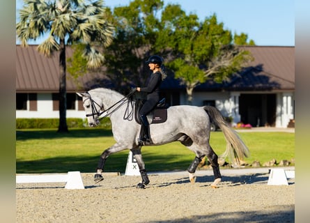 Hanoverian, Gelding, 7 years, 17 hh, Grey