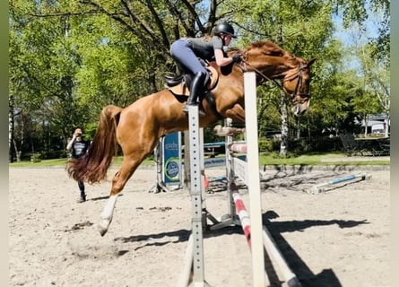 Hanoverian, Gelding, 7 years, 17,1 hh, Chestnut-Red