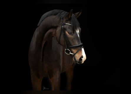 Hanoverian, Gelding, 7 years, 17,2 hh, Bay-Dark