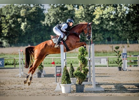 Hanoverian, Gelding, 7 years, 17,2 hh, Chestnut-Red