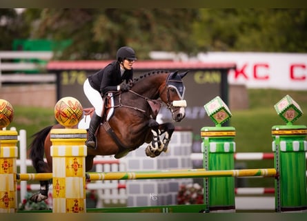 Hanoverian, Gelding, 7 years, Bay