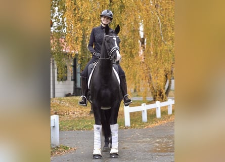Hanoverian, Gelding, 7 years