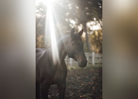 Hanoverian, Gelding, 8 years, 16,1 hh, Brown