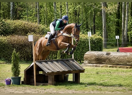 Hanoverian, Gelding, 8 years, 16.1 hh, Brown-Light