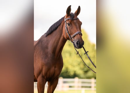 Hanoverian, Gelding, 8 years, 16,1 hh, Brown