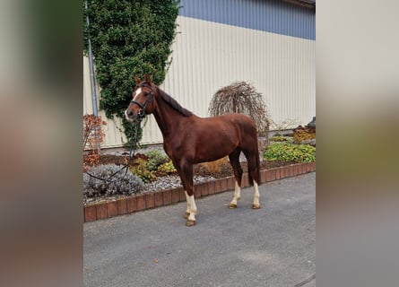 Hanoverian, Gelding, 8 years, 16,1 hh, Chestnut-Red