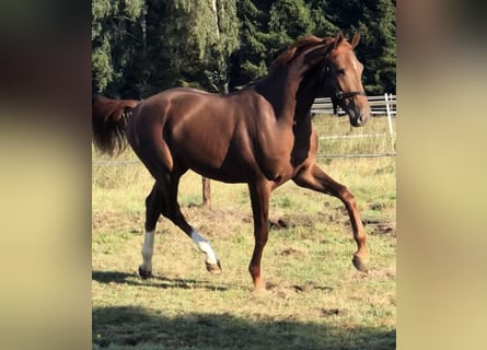 Hanoverian, Gelding, 8 years, 16,2 hh, Chestnut