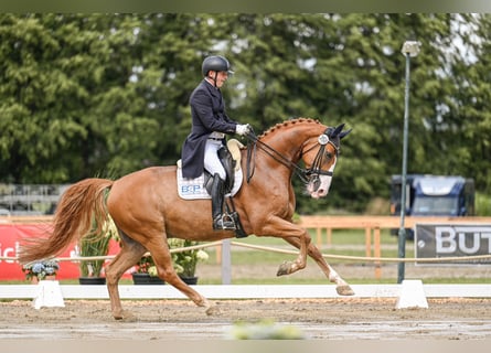 Hannoveraner, Wallach, 8 Jahre, 16,2 hh, Fuchs