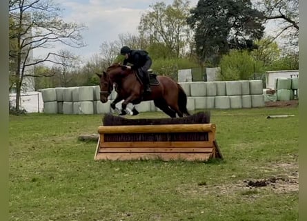 Hanoverian, Gelding, 8 years, 16.2 hh, Chestnut-Red