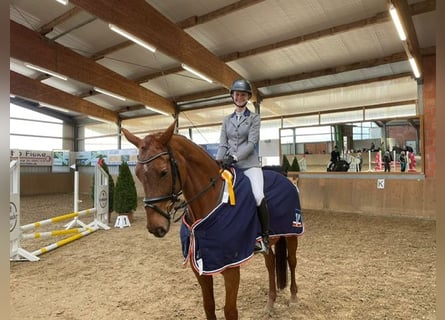 Hanoverian, Gelding, 8 years, 16.2 hh, Chestnut-Red