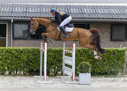 Hanoverian, Gelding, 8 years, 16.2 hh, Chestnut-Red
