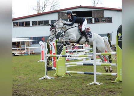 Hanoverian, Gelding, 8 years, 16.2 hh, Grey