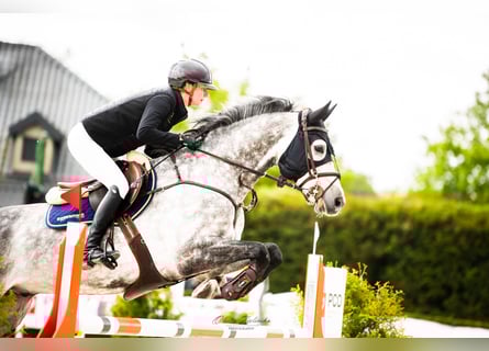 Hanoverian, Gelding, 8 years, 16.2 hh, Grey