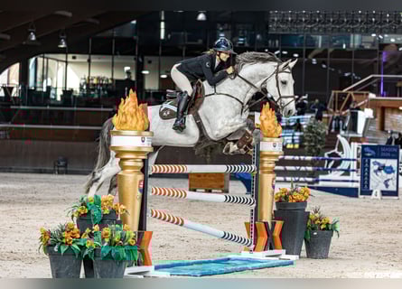 Hanoverian, Gelding, 8 years, 16.2 hh, Grey