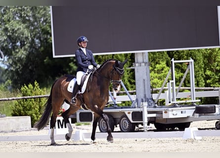 Hanoverian, Gelding, 8 years, 16,3 hh, Bay-Dark