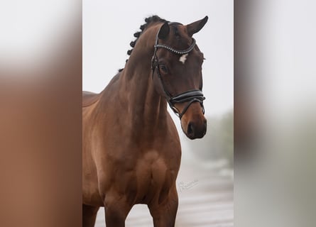 Hanoverian, Gelding, 8 years, 16,3 hh, Bay-Dark