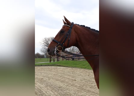 Hanoverian, Gelding, 8 years, 16,3 hh, Brown