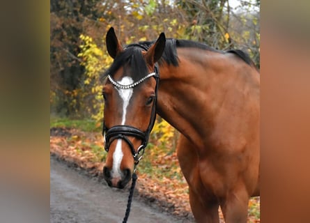 Hanoverian, Gelding, 8 years, 16,3 hh, Brown