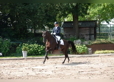 Hanoverian, Gelding, 8 years, 16,3 hh