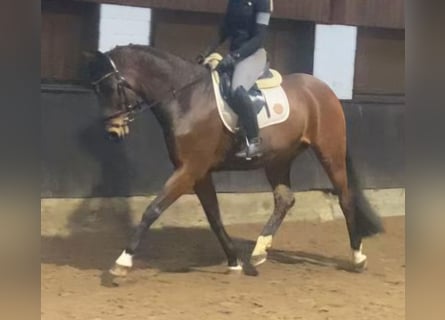 Hanoverian, Gelding, 8 years, 16 hh, Brown