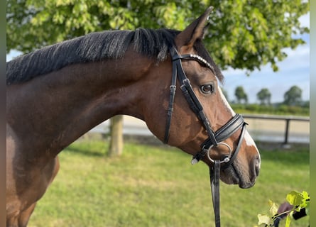 Hanoverian, Gelding, 8 years, 16 hh, Brown