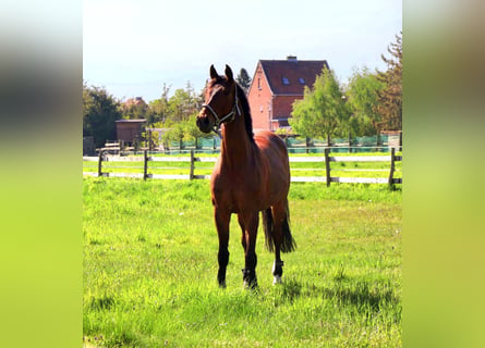 Hanoverian, Gelding, 8 years, 16 hh, Brown