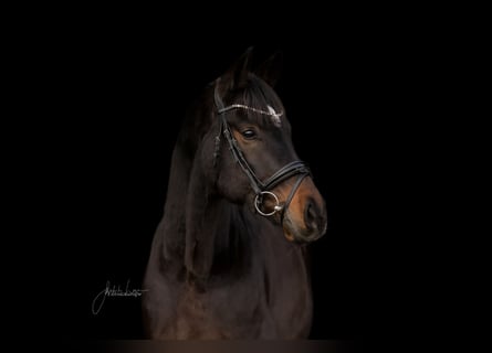 Hanoverian, Gelding, 8 years, 16,1 hh, Bay-Dark