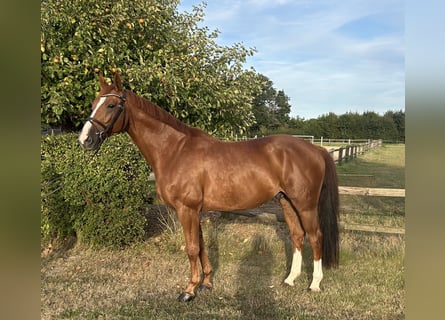 Hanoverian, Gelding, 8 years, 16,2 hh, Chestnut-Red