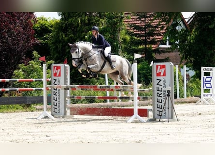 Hanoverian, Gelding, 8 years, 17,1 hh, Gray