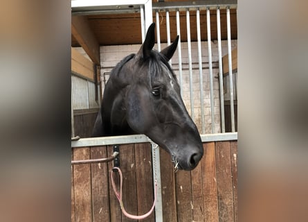 Hanoverian, Gelding, 8 years, 17,3 hh, Black