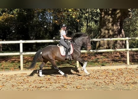 Hanoverian, Gelding, 8 years, 17 hh, Bay-Dark