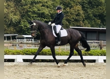 Hanoverian, Gelding, 8 years, 17 hh, Bay-Dark