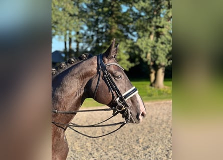 Hanoverian, Gelding, 8 years, 17 hh, Black